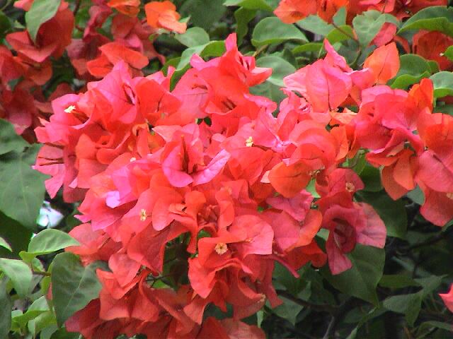 Bougainvillea