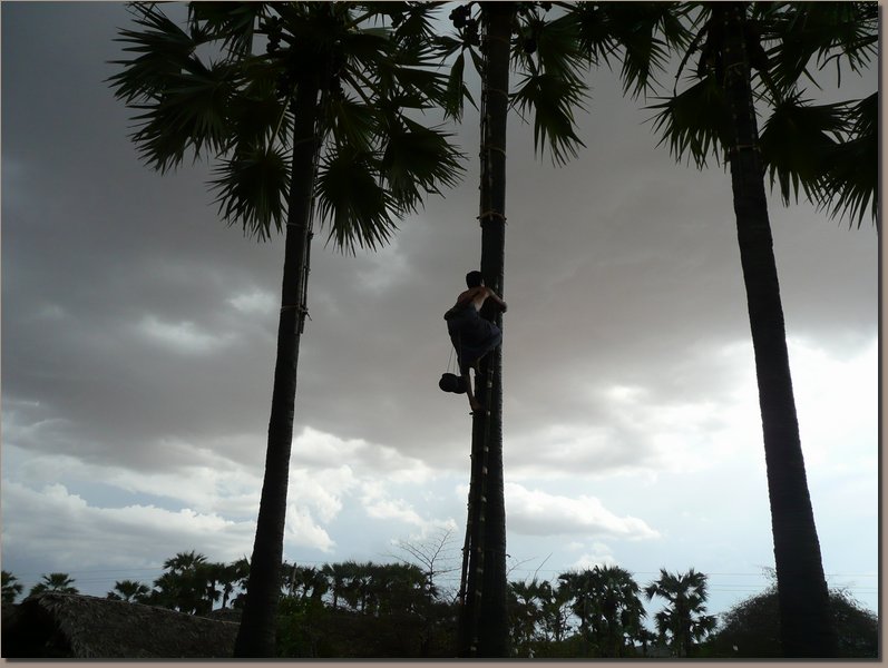 Burma - Palmsaft-Ernte