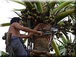 Burma - Palmsaft-Ernte