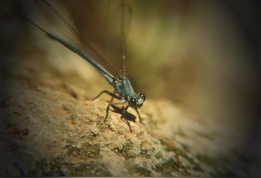 Bischapur - persische Libelle