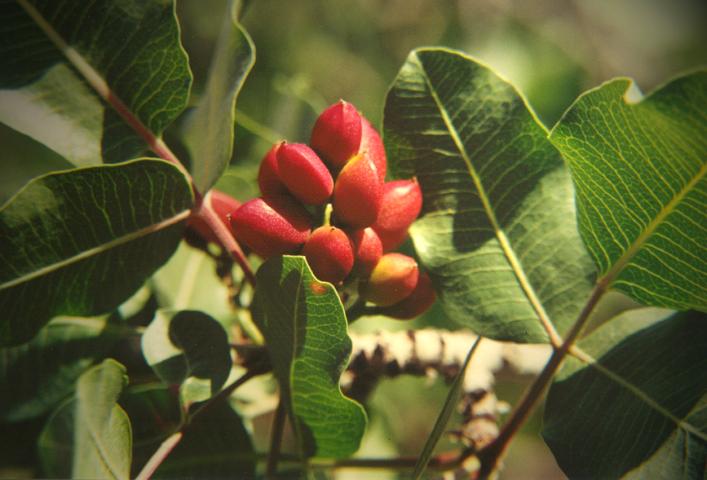 Fahrt von Kerman -> Yazd - Pistazienstrauch in der Nhe von Rafsandjan